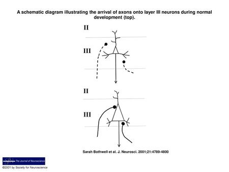 A schematic diagram illustrating the arrival of axons onto layer III neurons during normal development (top). A schematic diagram illustrating the arrival.