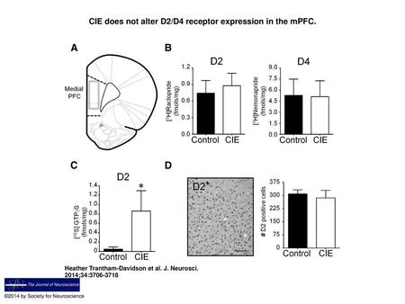 CIE does not alter D2/D4 receptor expression in the mPFC.