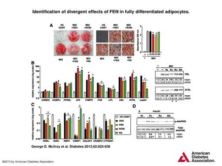 Identification of divergent effects of FEN in fully differentiated adipocytes. Identification of divergent effects of FEN in fully differentiated adipocytes.