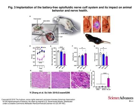 Fig. 3 Implantation of the battery-free optofluidic nerve cuff system and its impact on animal behavior and nerve health. Implantation of the battery-free.