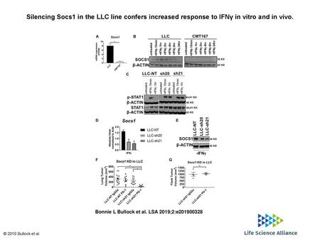 Silencing Socs1 in the LLC line confers increased response to IFNγ in vitro and in vivo. Silencing Socs1 in the LLC line confers increased response to.