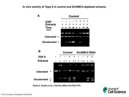 In vitro activity of Topo II in control and DmSMC4-depleted extracts.