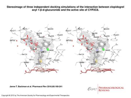 Stereoimage of three independent docking simulations of the interaction between clopidogrel acyl 1-β-d-glucuronide and the active site of CYP2C8. Stereoimage.