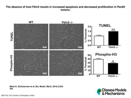 The absence of host Fbln5 results in increased apoptosis and decreased proliferation in Pan02 tumors. The absence of host Fbln5 results in increased apoptosis.