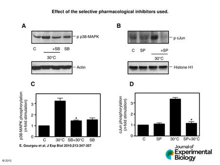 Effect of the selective pharmacological inhibitors used.