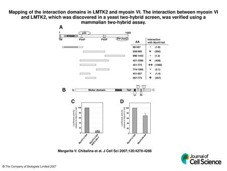 Mapping of the interaction domains in LMTK2 and myosin VI