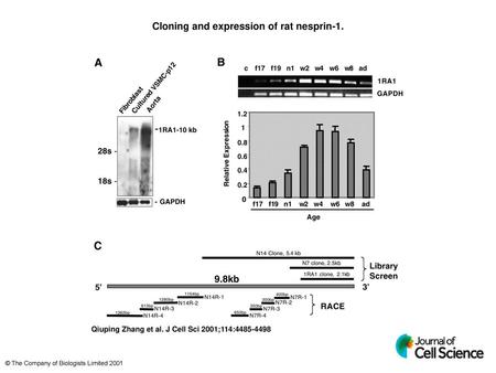 Cloning and expression of rat nesprin-1.