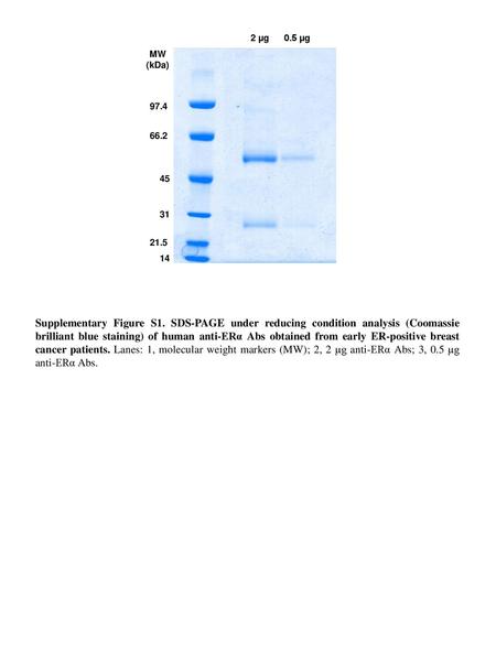 97.4 66.2 45 31 21.5 14 MW (kDa) 2 µg 0.5 µg Supplementary Figure S1. SDS-PAGE under reducing condition analysis (Coomassie brilliant blue staining) of.