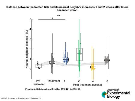 Distance between the treated fish and its nearest neighbor increases 1 and 2 weeks after lateral line inactivation. Distance between the treated fish and.