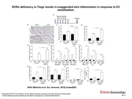 RORα deficiency in Tregs results in exaggerated skin inflammation in response to EC sensitization. RORα deficiency in Tregs results in exaggerated skin.