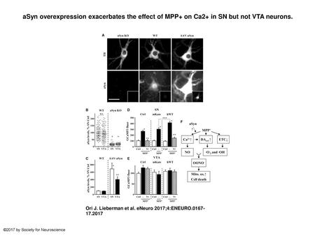 ASyn overexpression exacerbates the effect of MPP+ on Ca2+ in SN but not VTA neurons. aSyn overexpression exacerbates the effect of MPP+ on Ca2+ in SN.