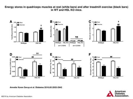 Energy stores in quadriceps muscles at rest (white bars) and after treadmill exercise (black bars) in WT and HSL KO mice. Energy stores in quadriceps muscles.