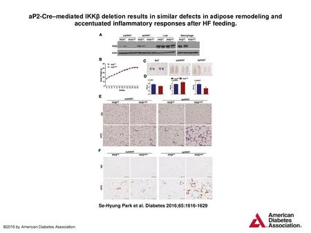 AP2-Cre–mediated IKKβ deletion results in similar defects in adipose remodeling and accentuated inflammatory responses after HF feeding. aP2-Cre–mediated.