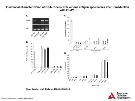 Functional characterization of CD4+ T-cells with various antigen specificities after transduction with FoxP3. Functional characterization of CD4+ T-cells.