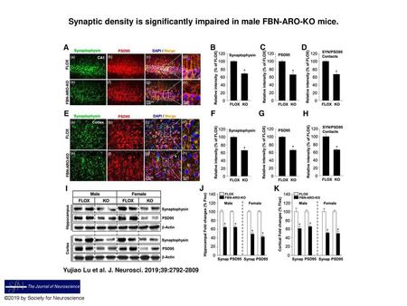 Synaptic density is significantly impaired in male FBN-ARO-KO mice.