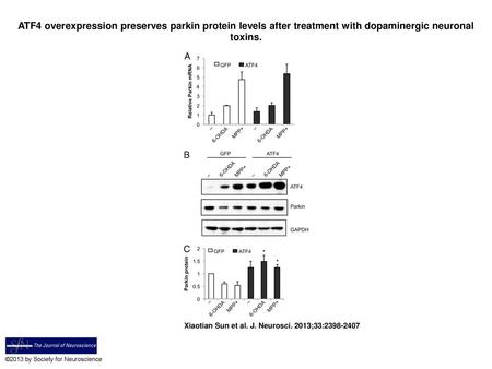 ATF4 overexpression preserves parkin protein levels after treatment with dopaminergic neuronal toxins. ATF4 overexpression preserves parkin protein levels.