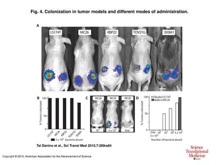 Colonization in tumor models and different modes of administration