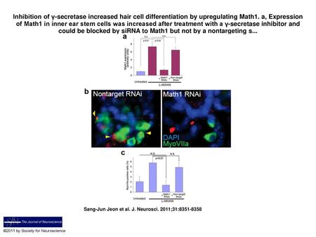 Inhibition of γ-secretase increased hair cell differentiation by upregulating Math1. a, Expression of Math1 in inner ear stem cells was increased after.