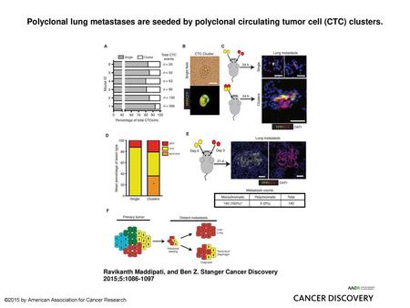 Polyclonal lung metastases are seeded by polyclonal circulating tumor cell (CTC) clusters. Polyclonal lung metastases are seeded by polyclonal circulating.