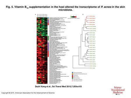 Fig. 5. Vitamin B12 supplementation in the host altered the transcriptome of P. acnes in the skin microbiota. Vitamin B12 supplementation in the host altered.