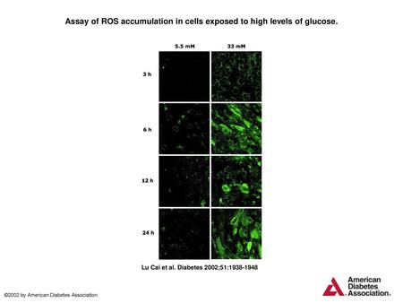 Assay of ROS accumulation in cells exposed to high levels of glucose.