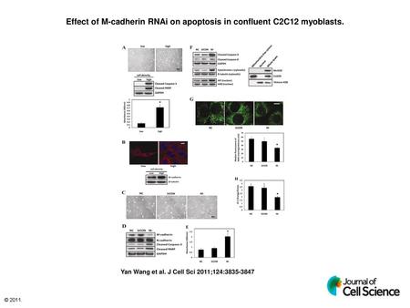 Effect of M-cadherin RNAi on apoptosis in confluent C2C12 myoblasts.