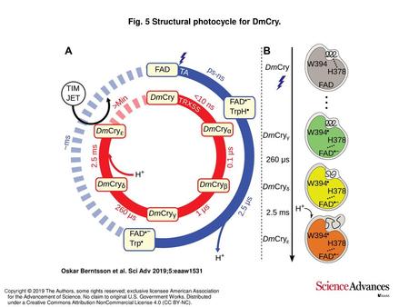 Fig. 5 Structural photocycle for DmCry.