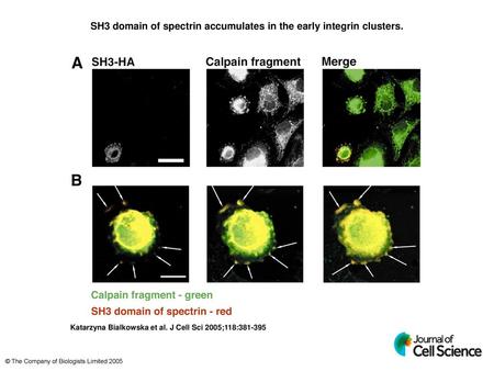 SH3 domain of spectrin accumulates in the early integrin clusters.