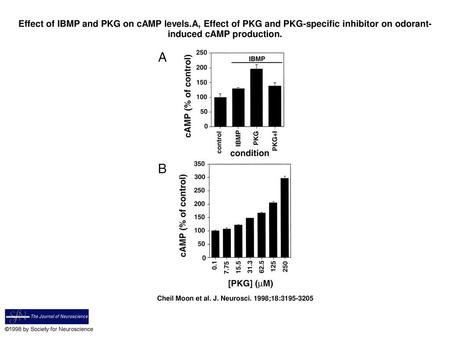 Effect of IBMP and PKG on cAMP levels