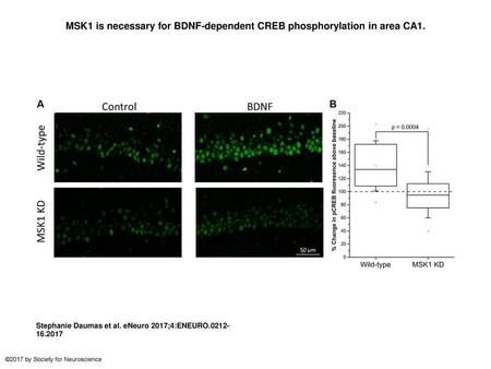 MSK1 is necessary for BDNF-dependent CREB phosphorylation in area CA1.