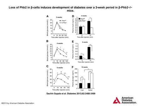 Loss of Phb2 in β-cells induces development of diabetes over a 3-week period in β-Phb2−/− mice. Loss of Phb2 in β-cells induces development of diabetes.