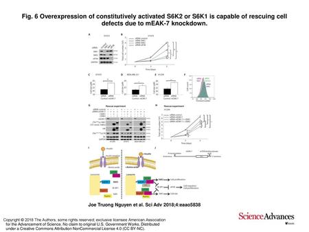 Fig. 6 Overexpression of constitutively activated S6K2 or S6K1 is capable of rescuing cell defects due to mEAK-7 knockdown. Overexpression of constitutively.