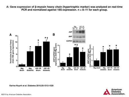 A: Gene expression of β-myosin heavy chain (hypertrophic marker) was analyzed on real-time PCR and normalized against 18S expression. n = 8–11 for each.