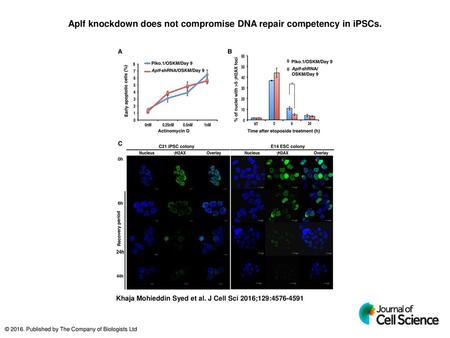 Aplf knockdown does not compromise DNA repair competency in iPSCs.