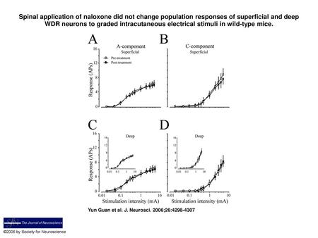 Spinal application of naloxone did not change population responses of superficial and deep WDR neurons to graded intracutaneous electrical stimuli in wild-type.