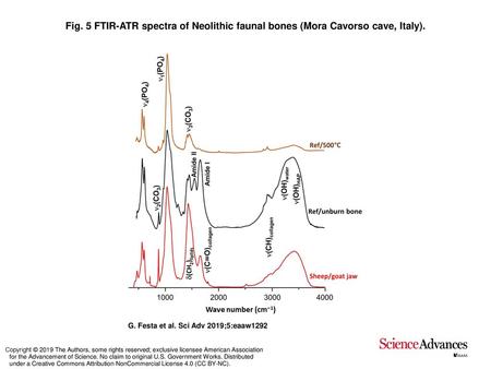 FTIR-ATR spectra of Neolithic faunal bones (Mora Cavorso cave, Italy)