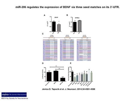 MiR-206 regulates the expression of BDNF via three seed matches on its 3′-UTR. miR-206 regulates the expression of BDNF via three seed matches on its 3′-UTR.