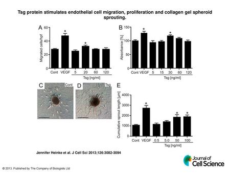 Tsg protein stimulates endothelial cell migration, proliferation and collagen gel spheroid sprouting. Tsg protein stimulates endothelial cell migration,