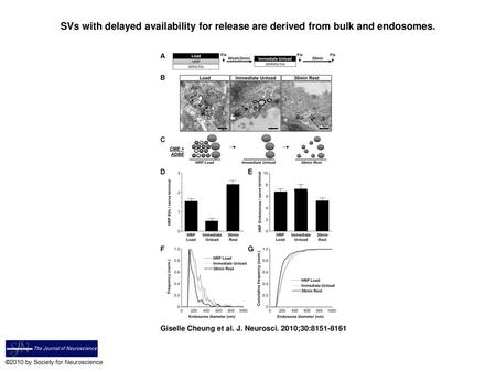 SVs with delayed availability for release are derived from bulk and endosomes. SVs with delayed availability for release are derived from bulk and endosomes.