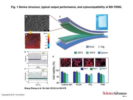 Fig. 1 Device structure, typical output performance, and cytocompatibility of BD-TENG. Device structure, typical output performance, and cytocompatibility.