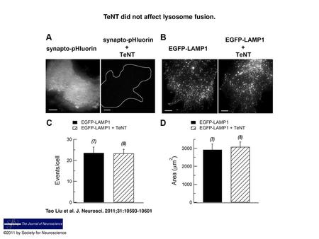TeNT did not affect lysosome fusion.