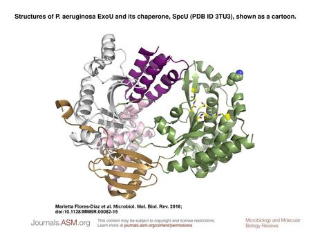 Structures of P. aeruginosa ExoU and its chaperone, SpcU (PDB ID 3TU3), shown as a cartoon. Structures of P. aeruginosa ExoU and its chaperone, SpcU (PDB.