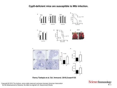 CypD-deficient mice are susceptible to Mtb infection.