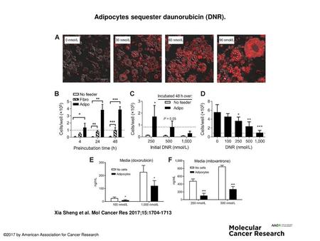 Adipocytes sequester daunorubicin (DNR).