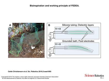 Bioinspiration and working principle of FEDEA.