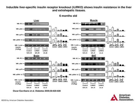 Inducible liver-specific insulin receptor knockout (iLIRKO) shows insulin resistance in the liver and extrahepatic tissues. Inducible liver-specific insulin.