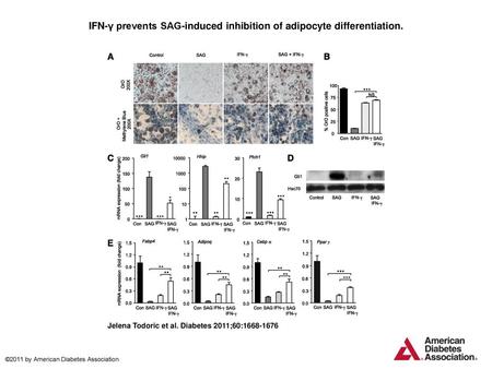 IFN-γ prevents SAG-induced inhibition of adipocyte differentiation.