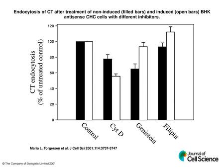 Endocytosis of CT after treatment of non-induced (filled bars) and induced (open bars) BHK antisense CHC cells with different inhibitors. Endocytosis of.