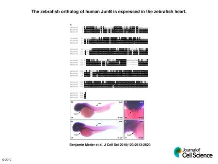 The zebrafish ortholog of human JunB is expressed in the zebrafish heart. The zebrafish ortholog of human JunB is expressed in the zebrafish heart. (A)