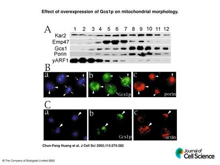 Effect of overexpression of Gcs1p on mitochondrial morphology.